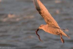 Gull feeding frenzy